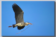 heron23.jpg