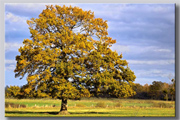 arbre_automnal.jpg