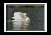 cygne_.jpg